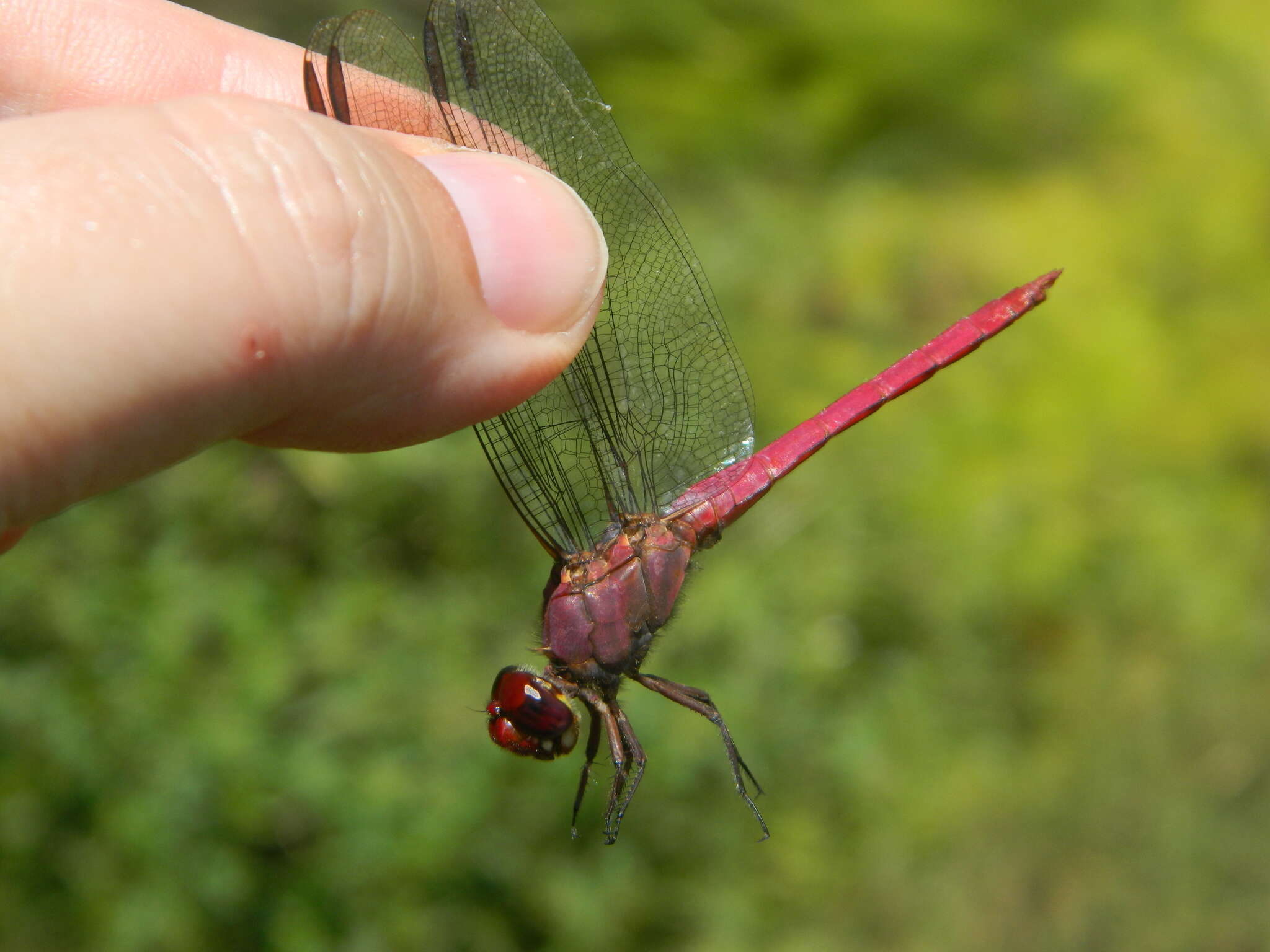 Image of Orthemis macrostigma (Rambur 1842)