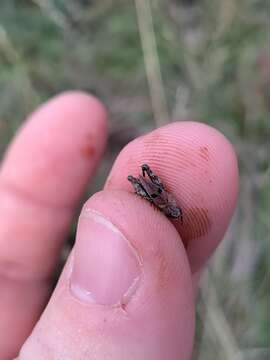 Image of Tetrix bipunctata (Linnaeus 1758)