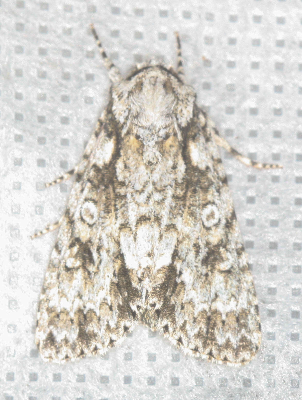 Image of Marble Dagger Moth