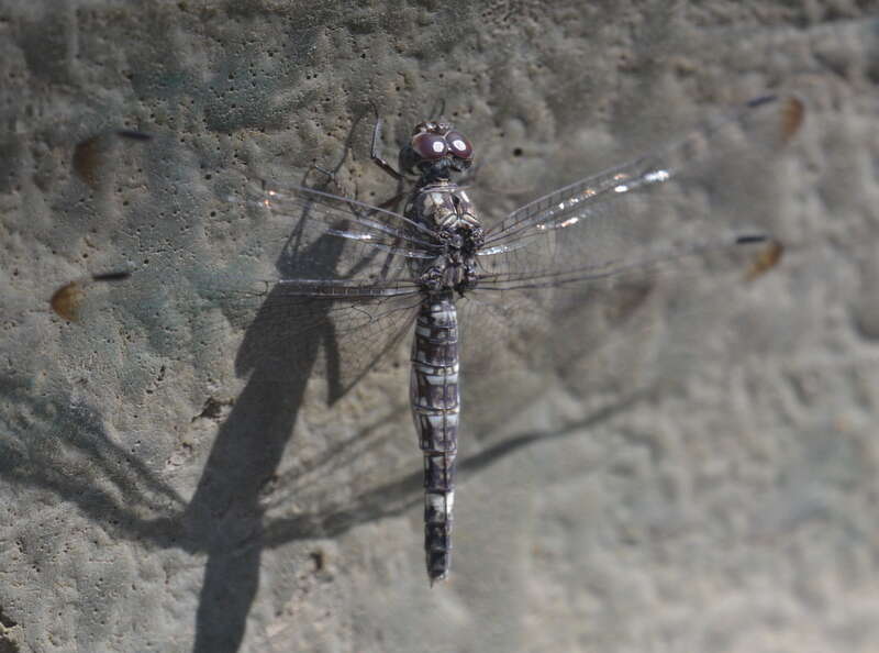 Image of Flecked Wall-skimmer