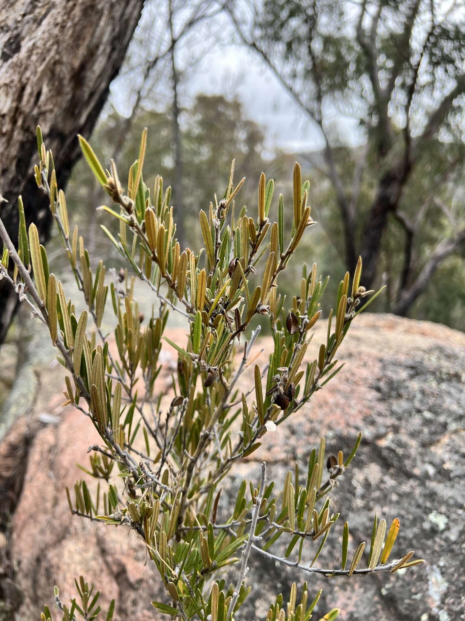 Hovea graniticola I. Thomps.的圖片