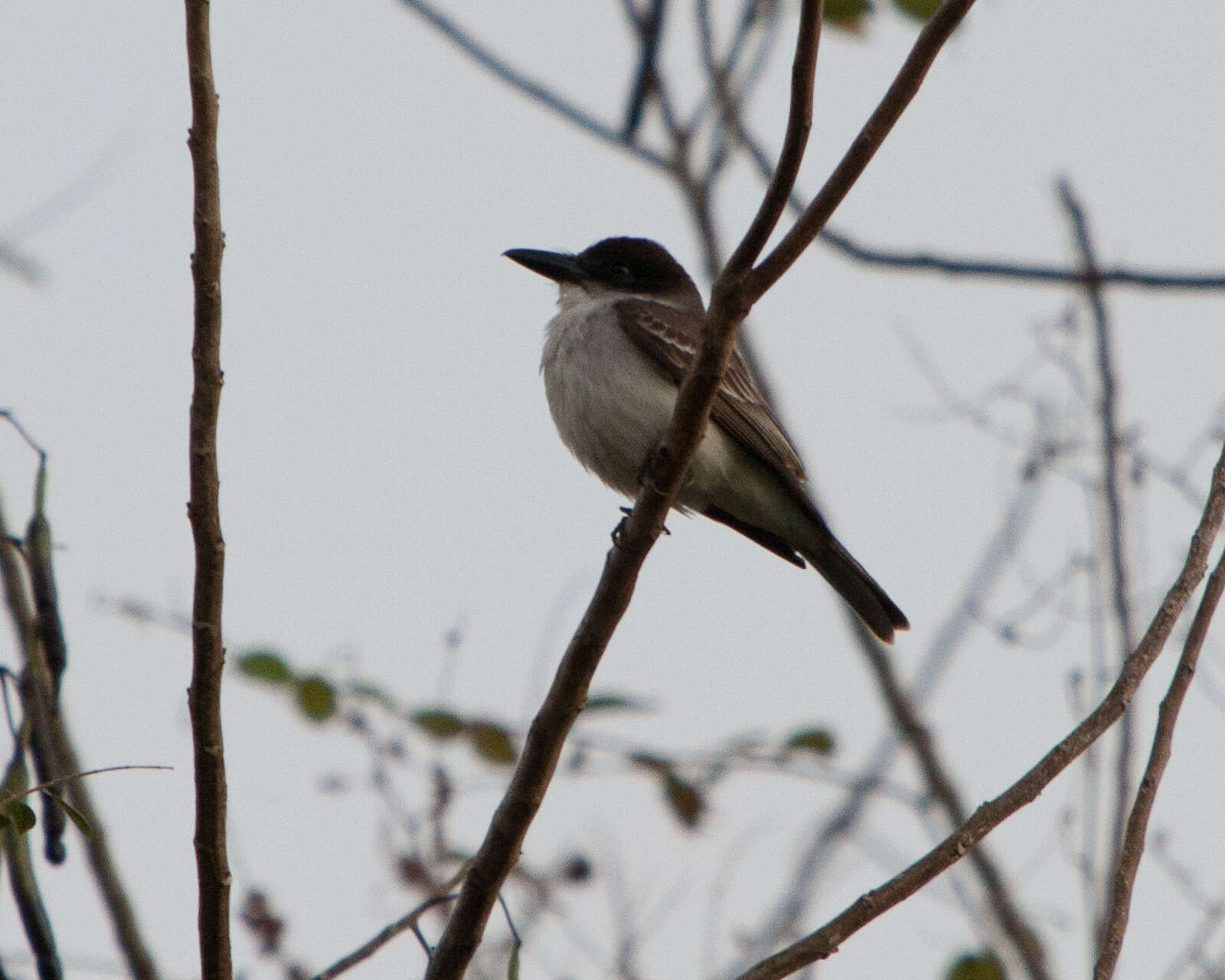 Image of Cuban Flycatcher