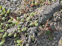 Image of Pimelea carnosa C. J. Burrows