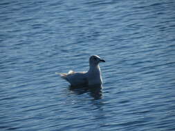 Image of Iceland Gull