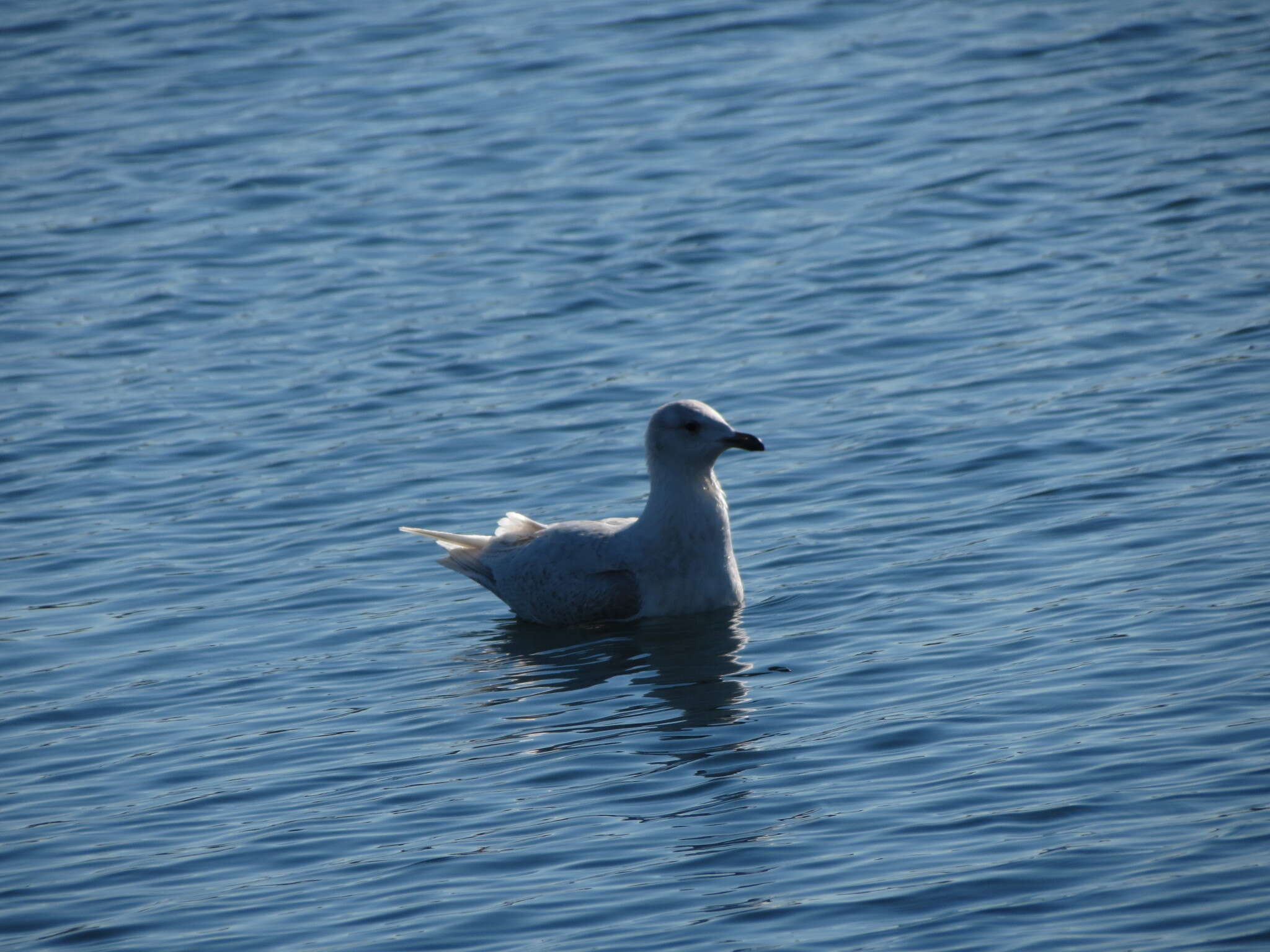 Image of Iceland Gull