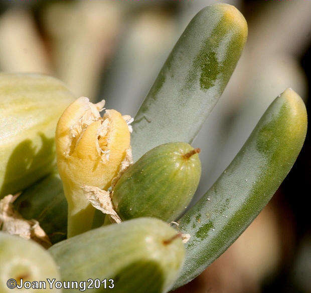 صورة Augea capensis Thunb.