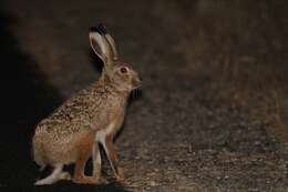 Image of Granada Hare
