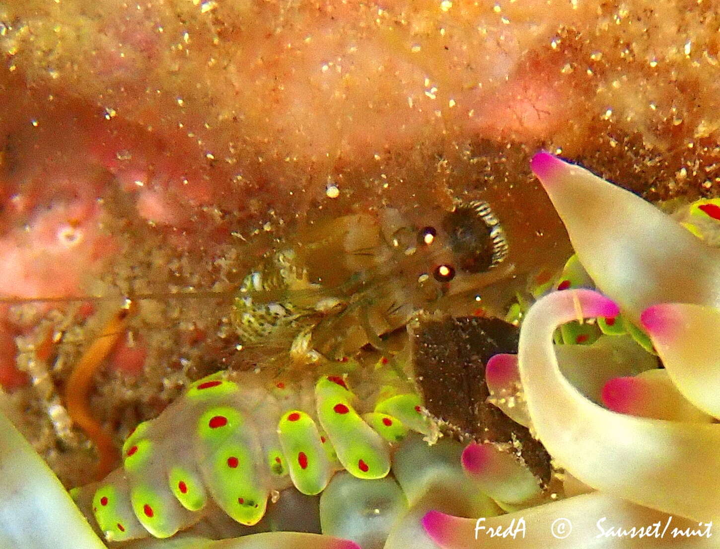 Image of Mediterranean snapping prawn