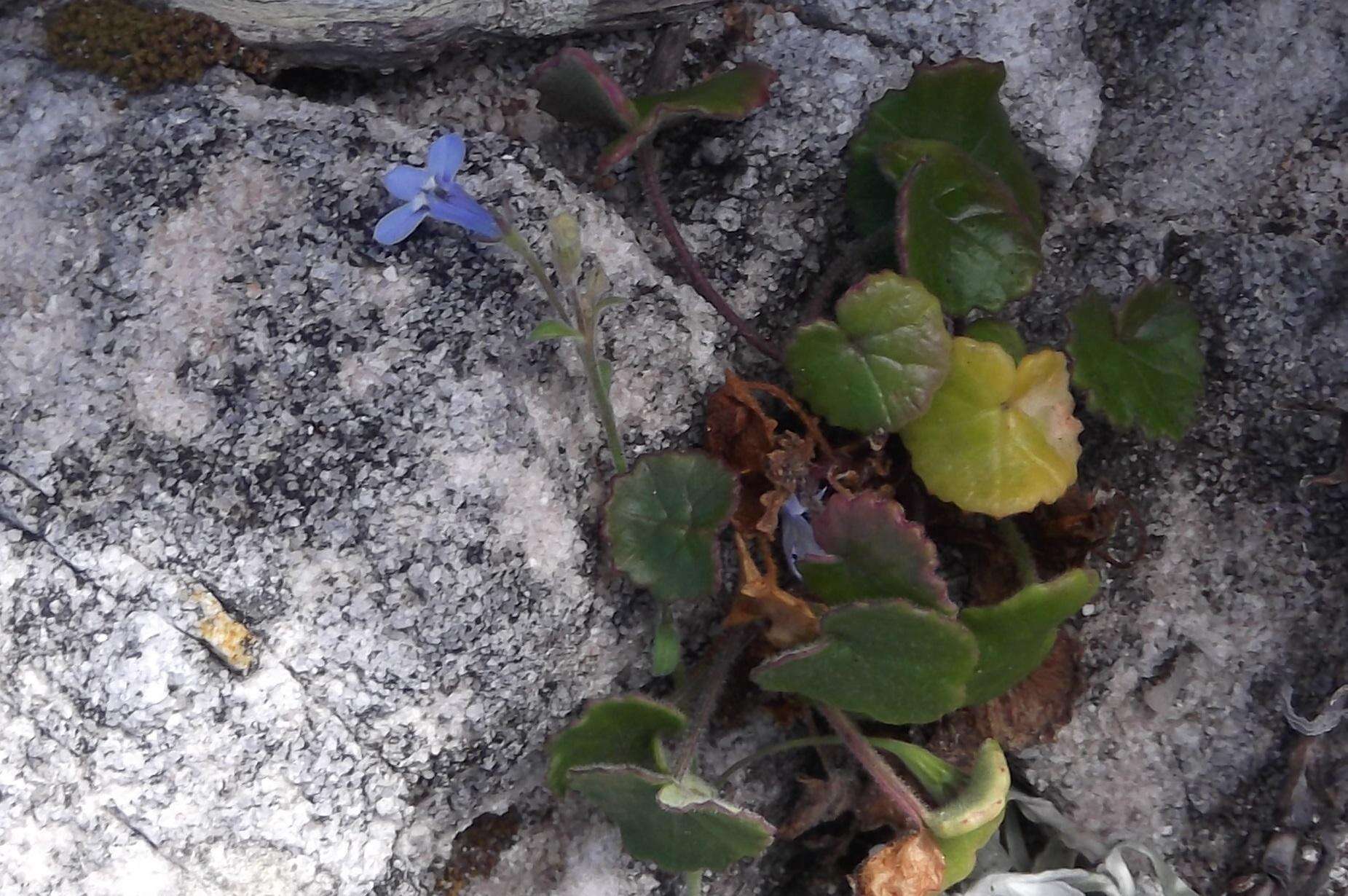 Image of Lobelia boivinii Sond.