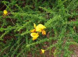 Image of Canary Island flatpod