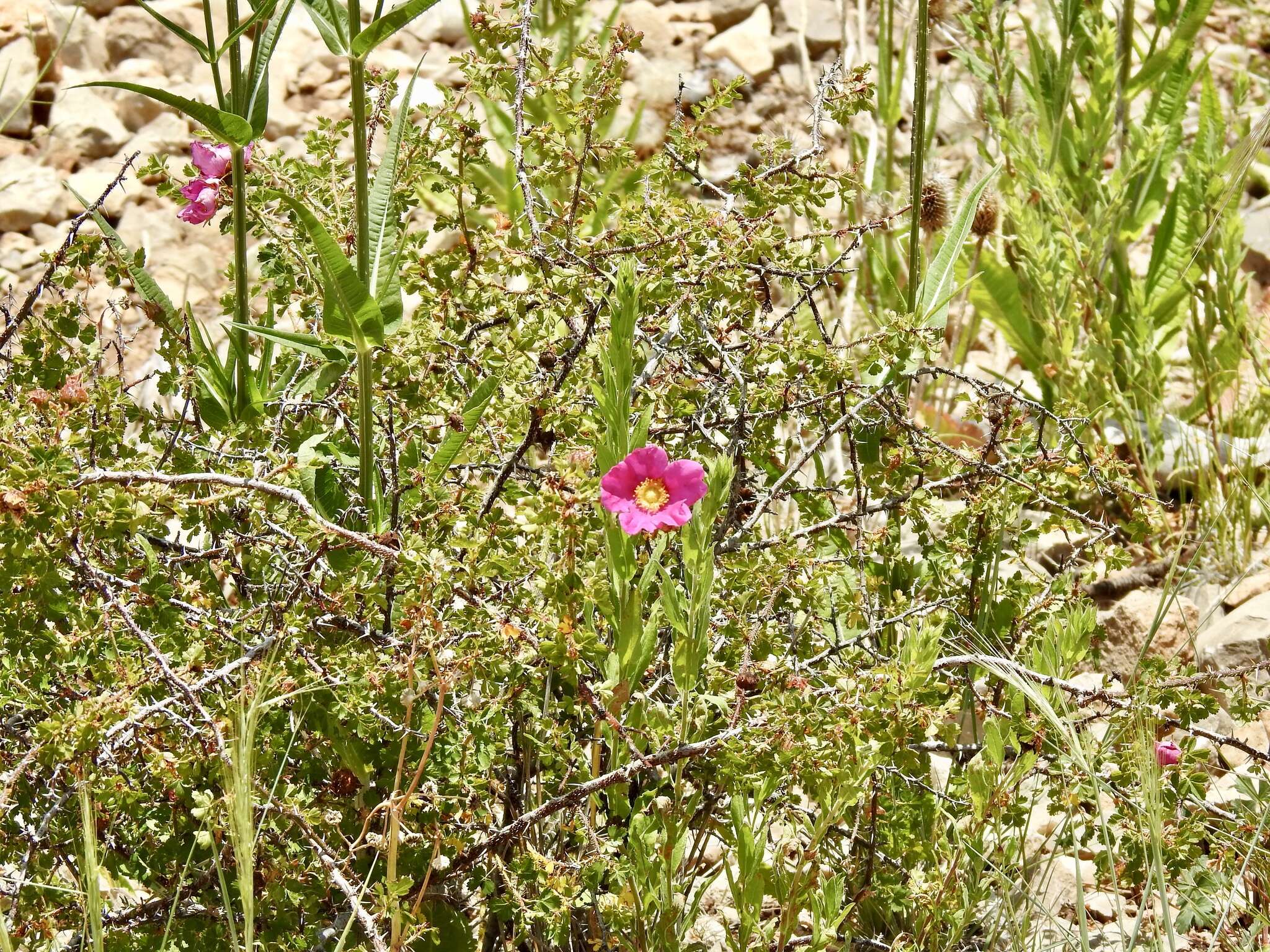 Rosa stellata Woot. resmi