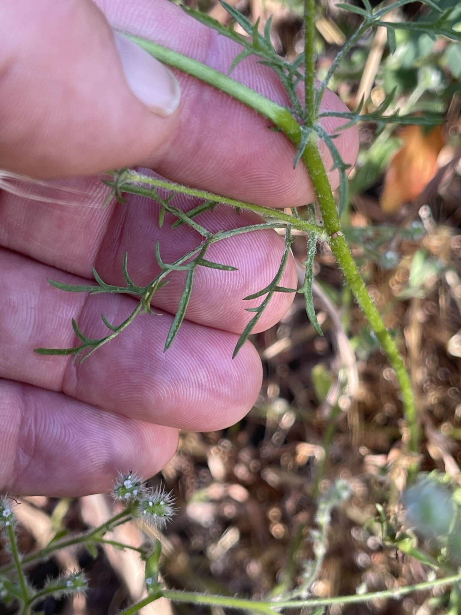 Image of California gilia