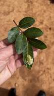 Image of Betsileo Reed Frog