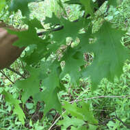 Image of Pin Oak