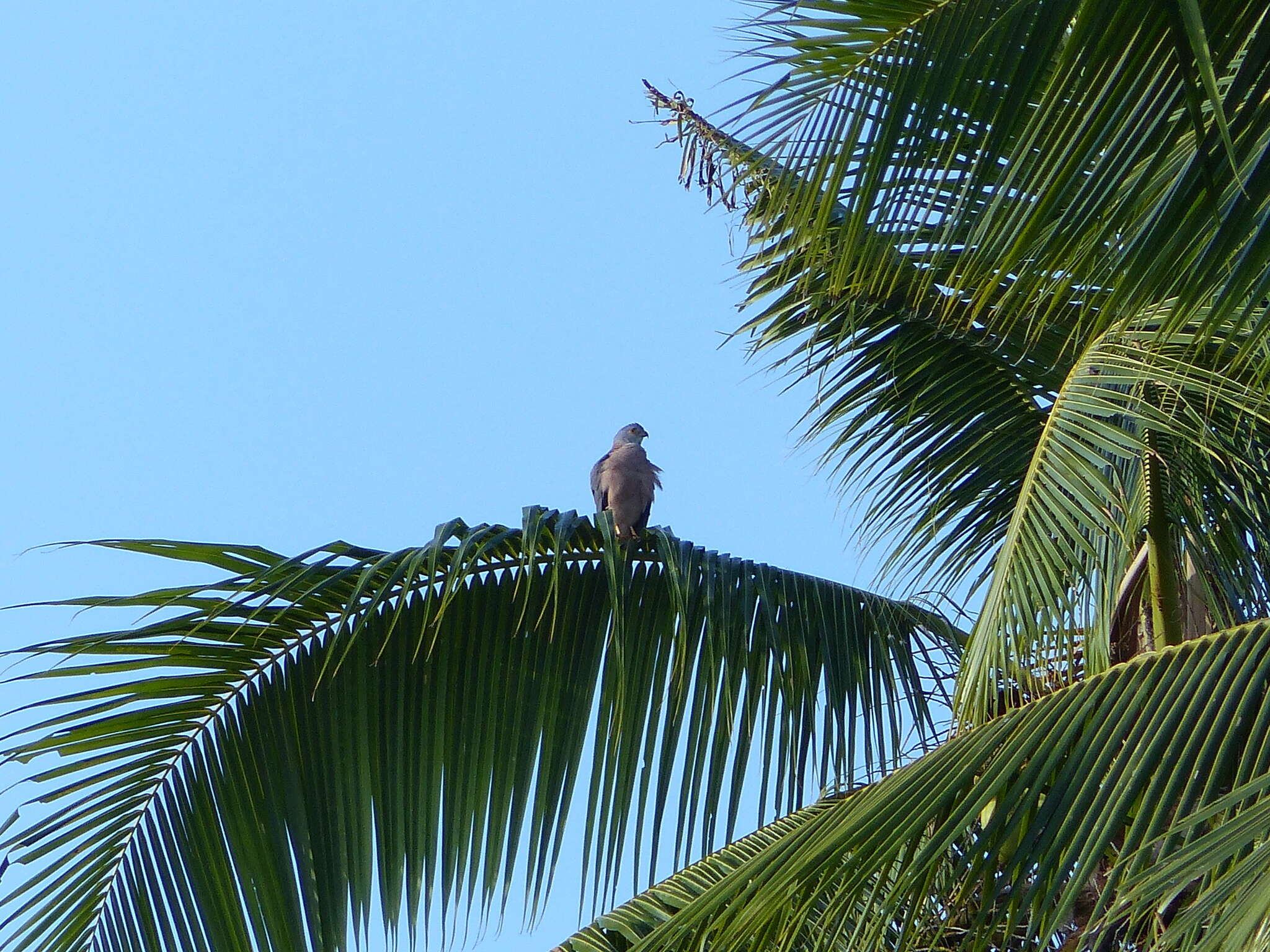 Image of Fiji Goshawk