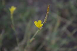 Image of Lactuca viminea subsp. viminea