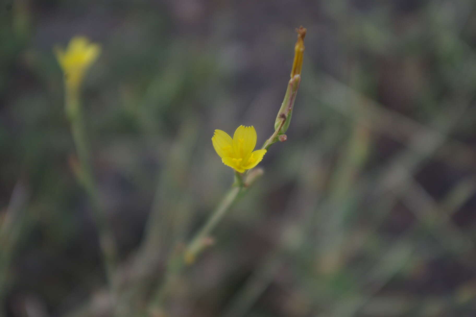 صورة Lactuca viminea subsp. viminea