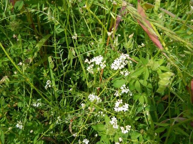 Image of threepetal bedstraw