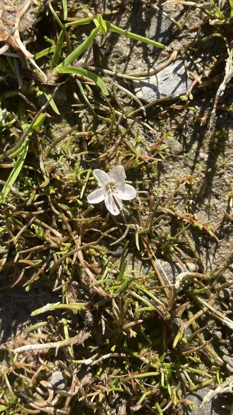 Image of Montia angustifolia Heenan