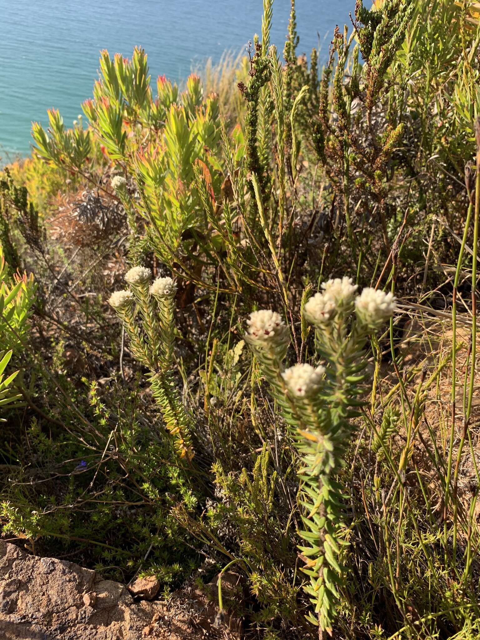 Phylica strigosa var. strigosa resmi