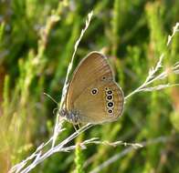 Image of False Ringlet