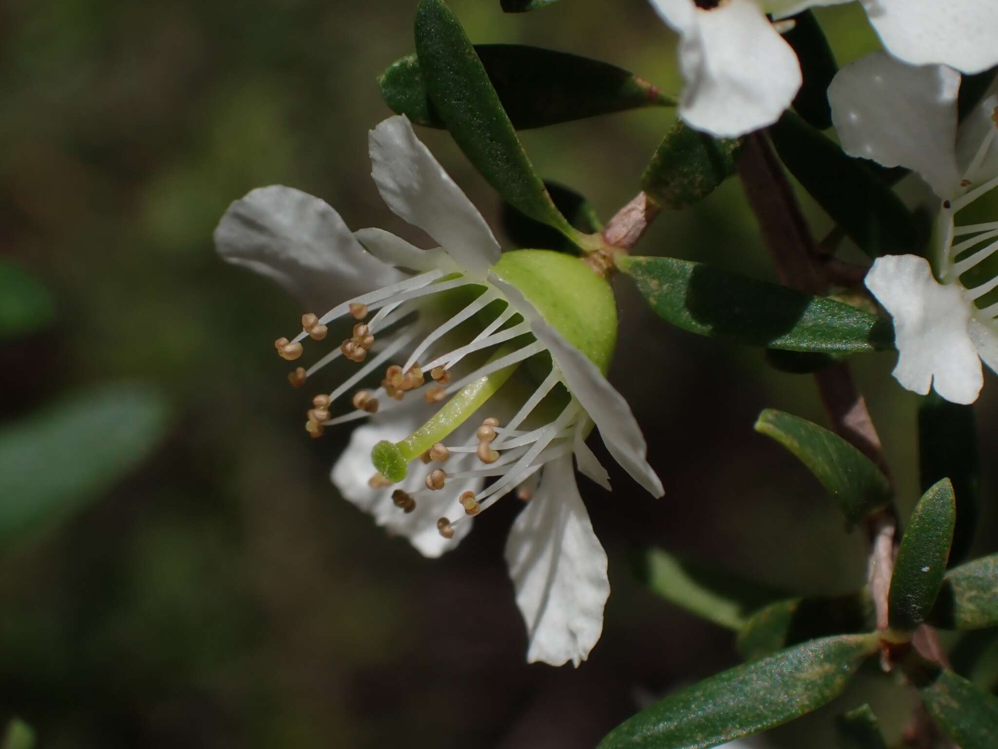 Sivun Leptospermum polygalifolium Salisb. kuva