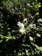 Image of golden mock orange