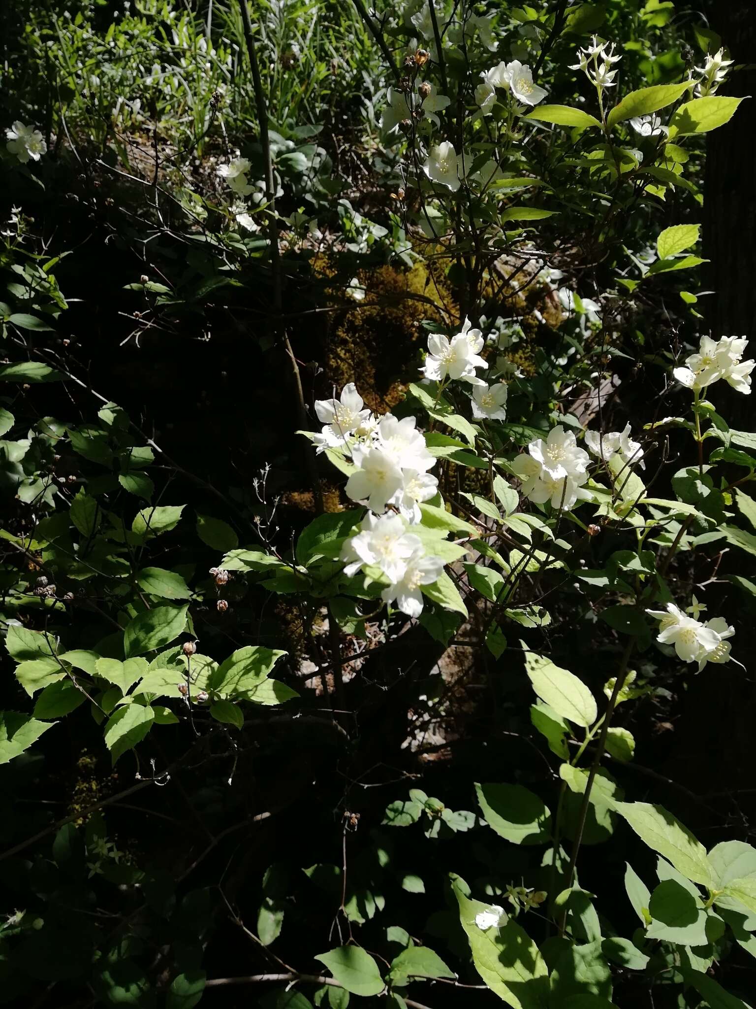 Image of golden mock orange