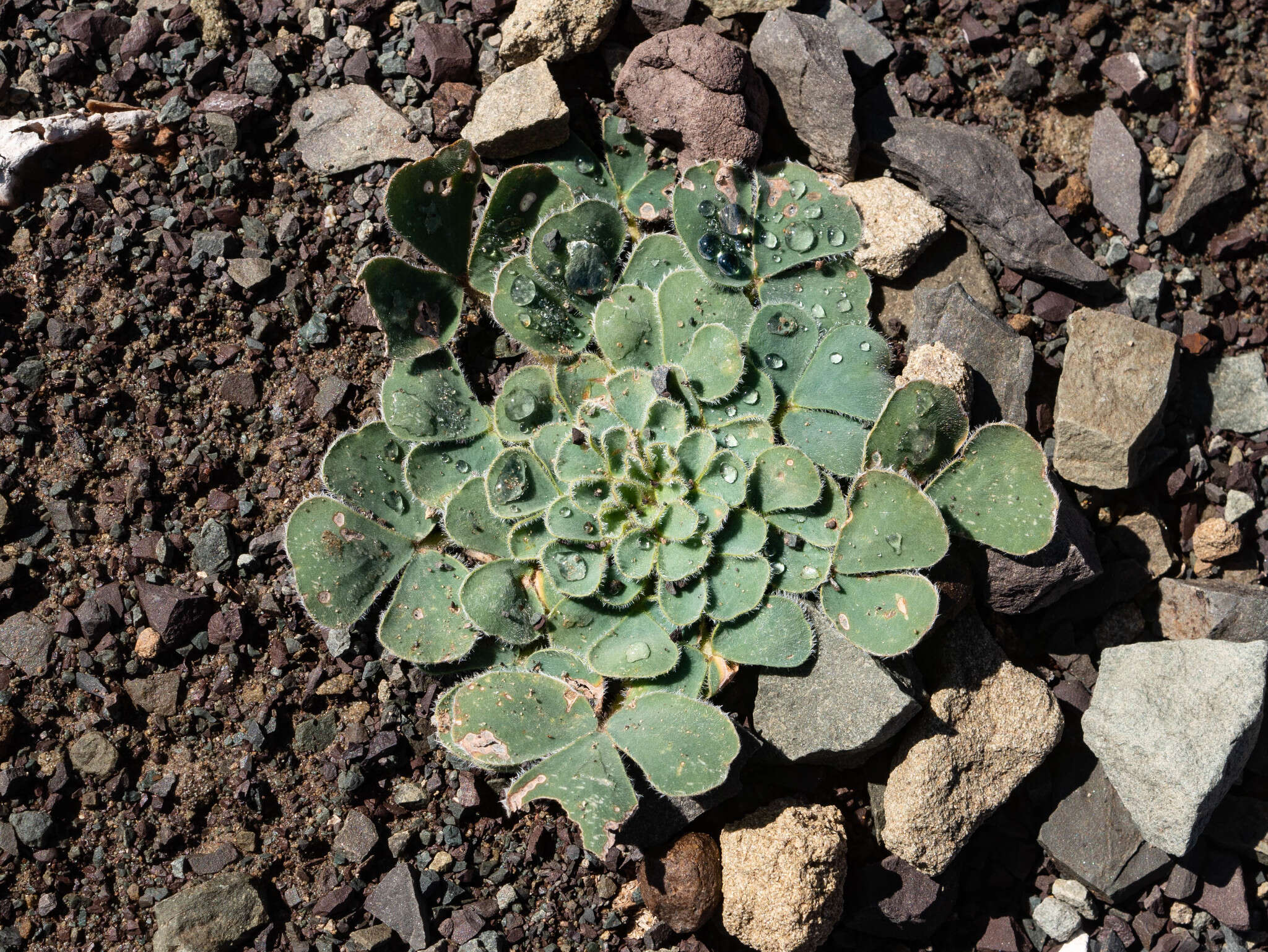 Image of Oxalis melanosticta Sond.