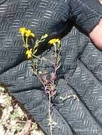 Image of Thymophylla tenuifolia (Cass.) Rydb.