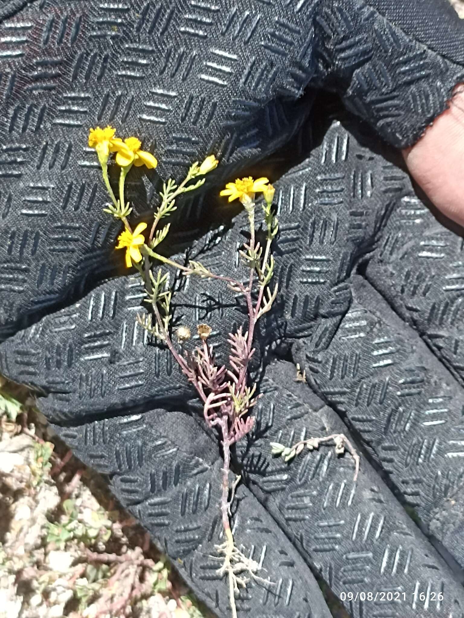 Image of Thymophylla tenuifolia (Cass.) Rydb.