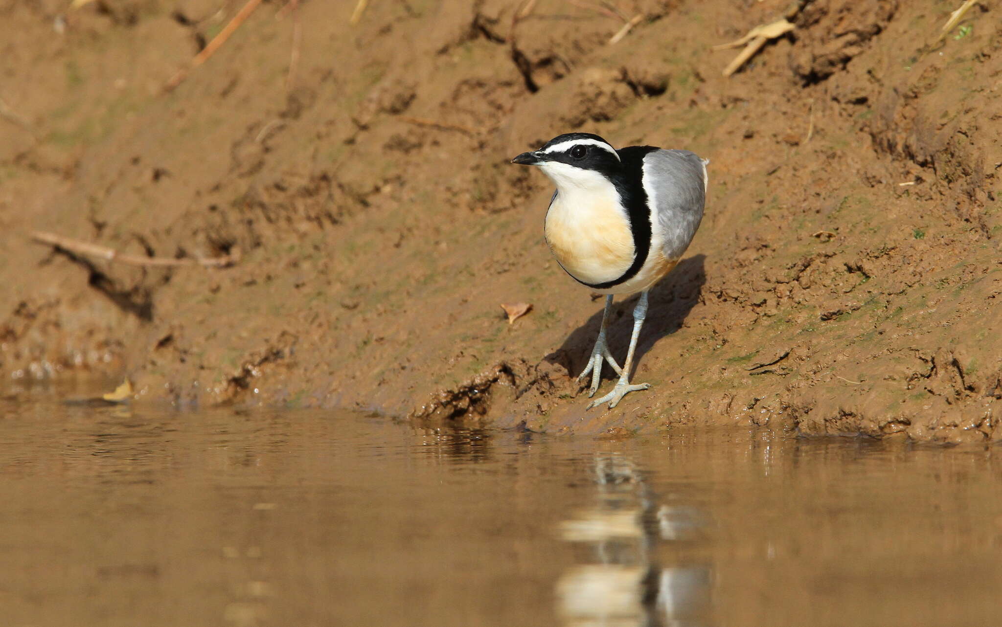 Image of Egyptian plovers