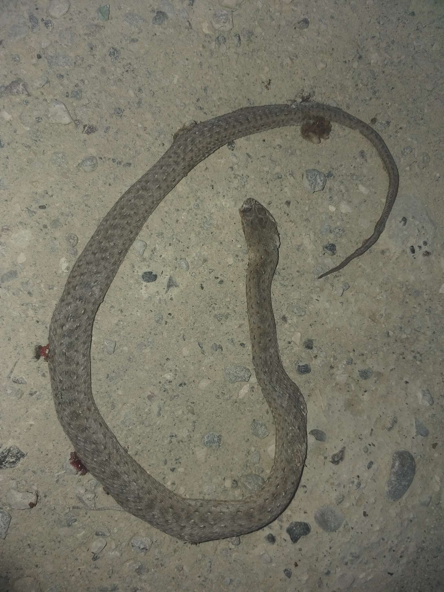 Image of Eastern Montpellier Snake