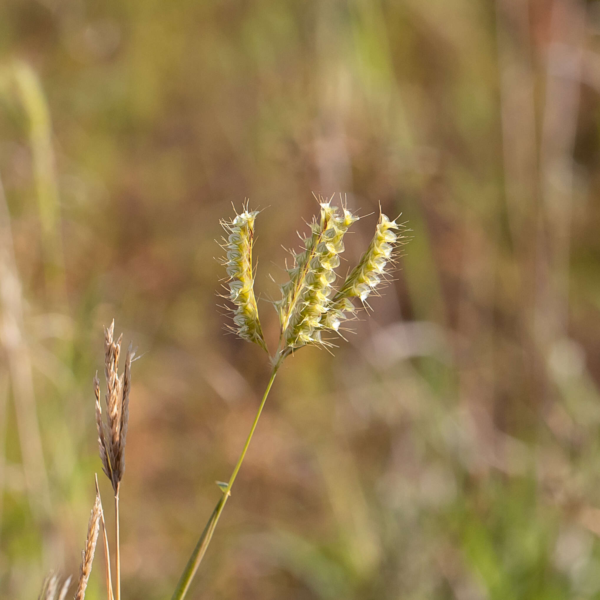 Image of Oxychloris scariosa (F. Muell.) Lazarides