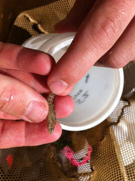 Image of Greenthroat Darter