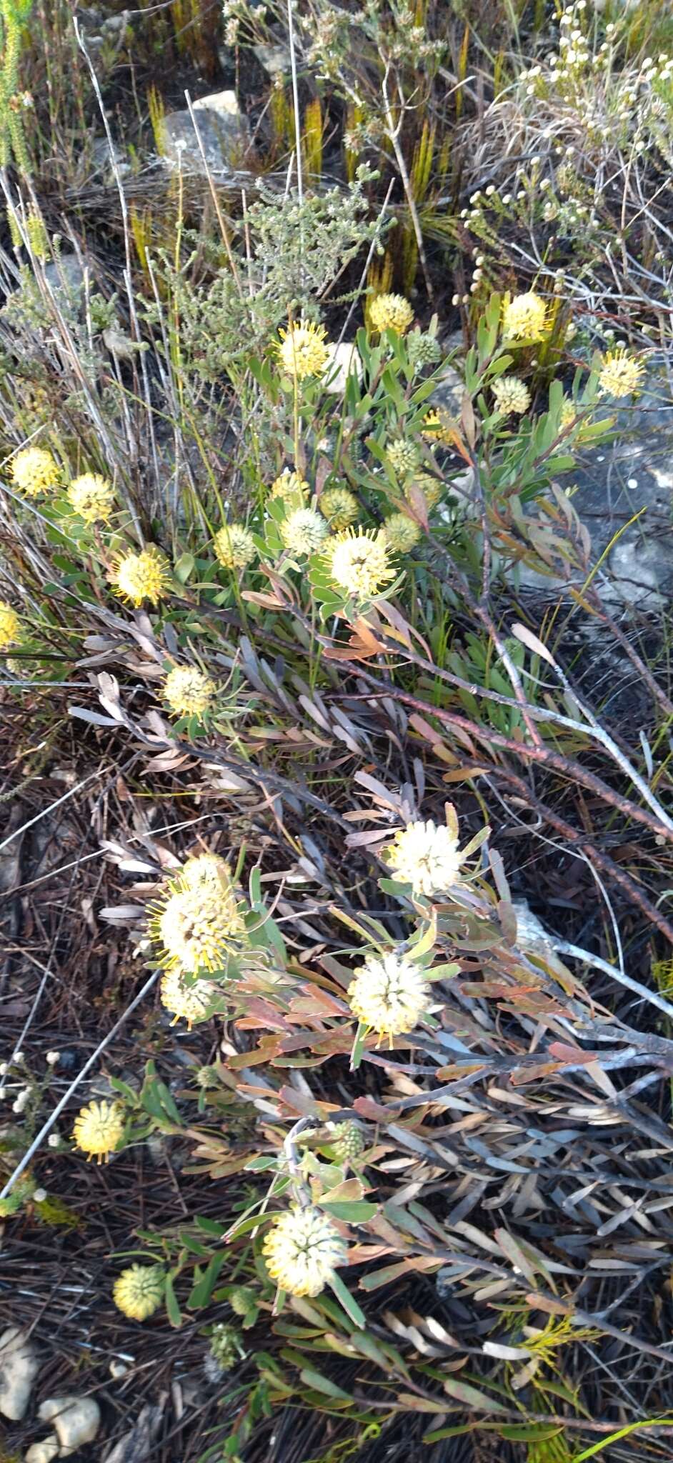 Image of Leucospermum truncatum (Buek ex Meissn.) Rourke