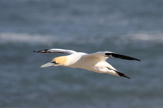 Image of Cape Gannet