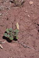 Image of kidneyshape buckwheat