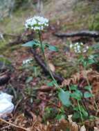 Image of <i>Valeriana tripteris</i>