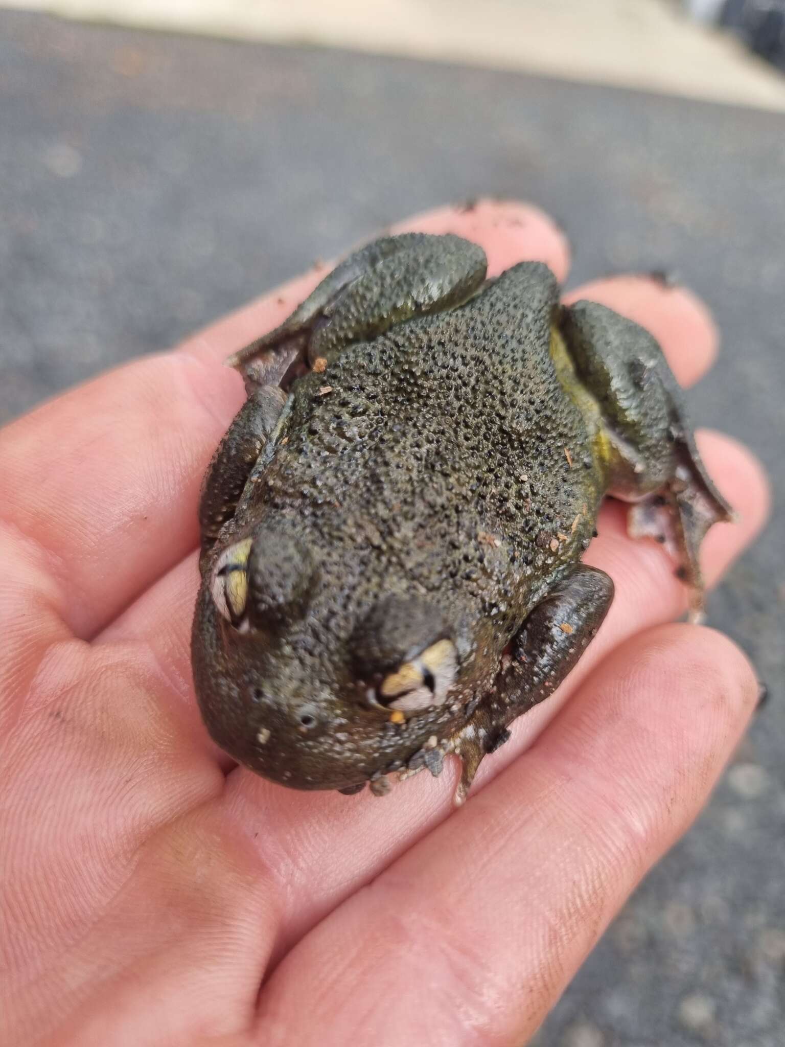 Image of Painted Burrowing Frog