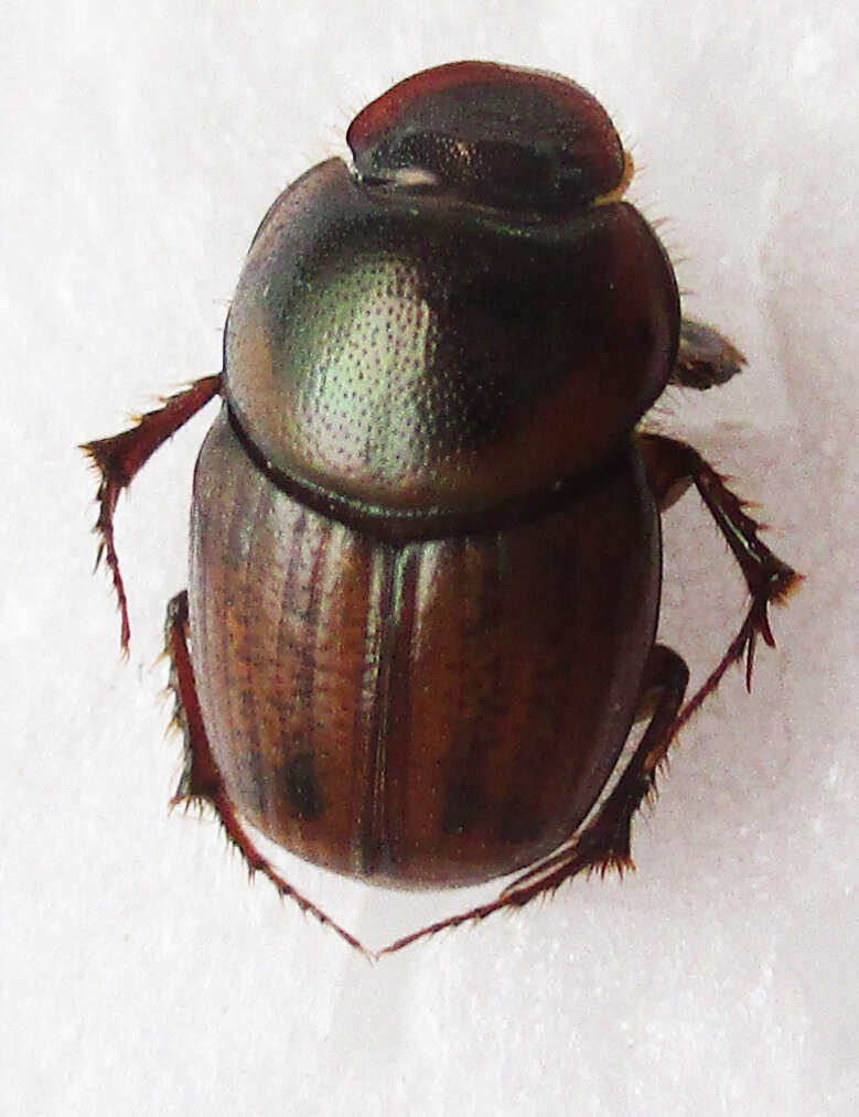 Imagem de Euonthophagus flavimargo (Orbigny 1902)