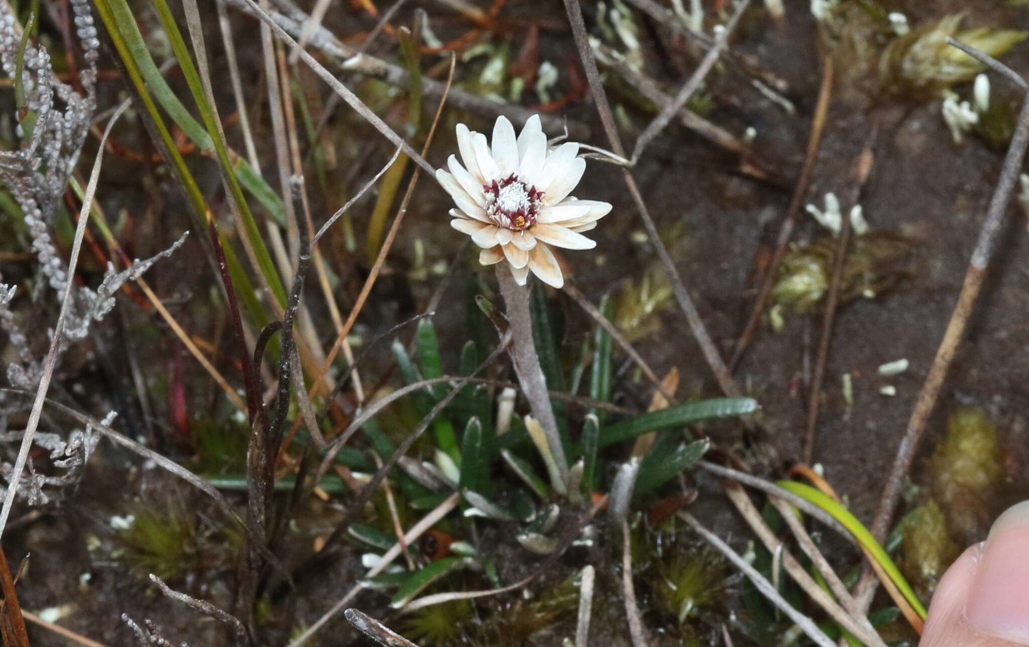 Image de Helichrysum pumilum Hook. fil.