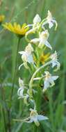 Слика од Platanthera chlorantha (Custer) Rchb.