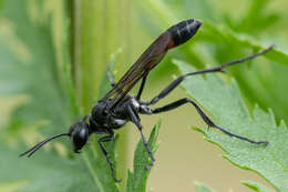 Image of Ammophila pubescens Curtis 1836