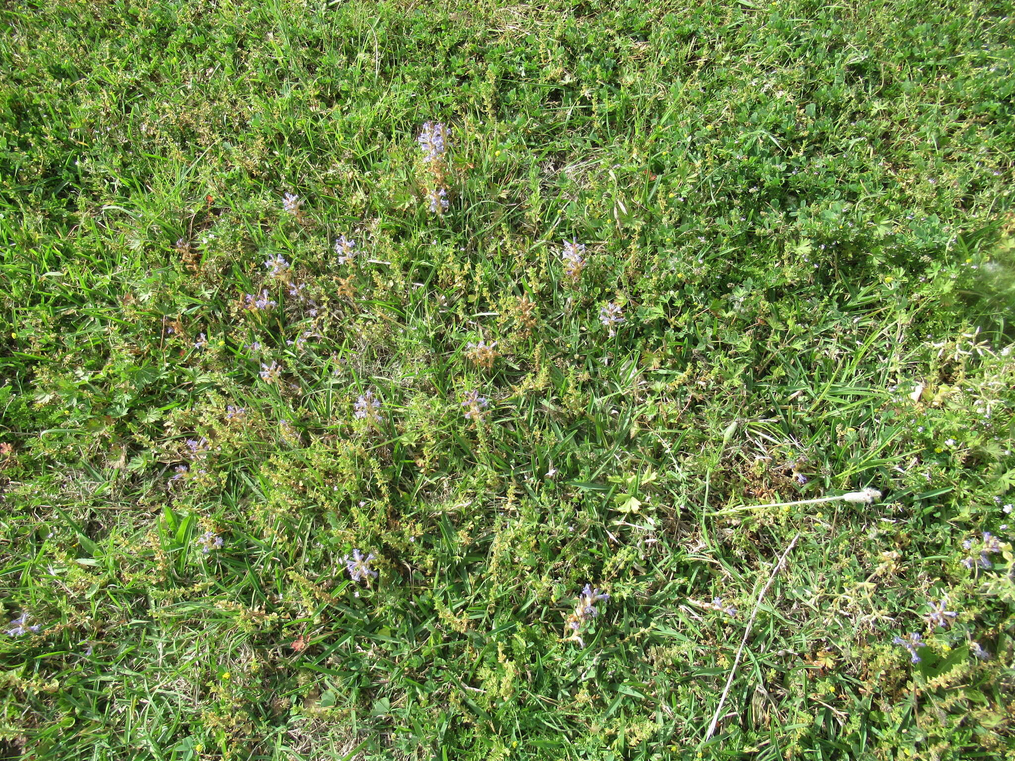 Image of Phelipanche mutelii (F. W. Schultz) Pomel