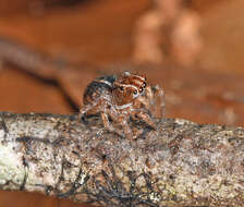 Image of Naphrys xerophila (Richman 1981)