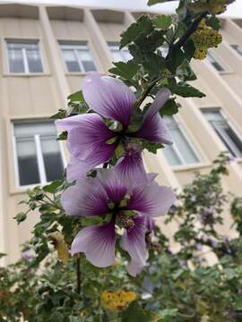 Image of Malva subovata (DC.) Molero & J. M. Monts.