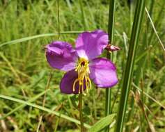 Imagem de Rhexia virginica L.