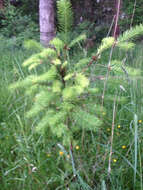 Image of Douglas Fir