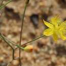 Image of Bulbine flexuosa Schltr.